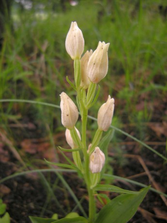 orchidej okrotice bílá